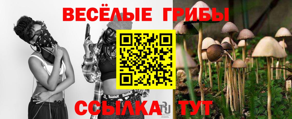 Псилоцибиновые грибы Psilocybine cubensis Энгельс